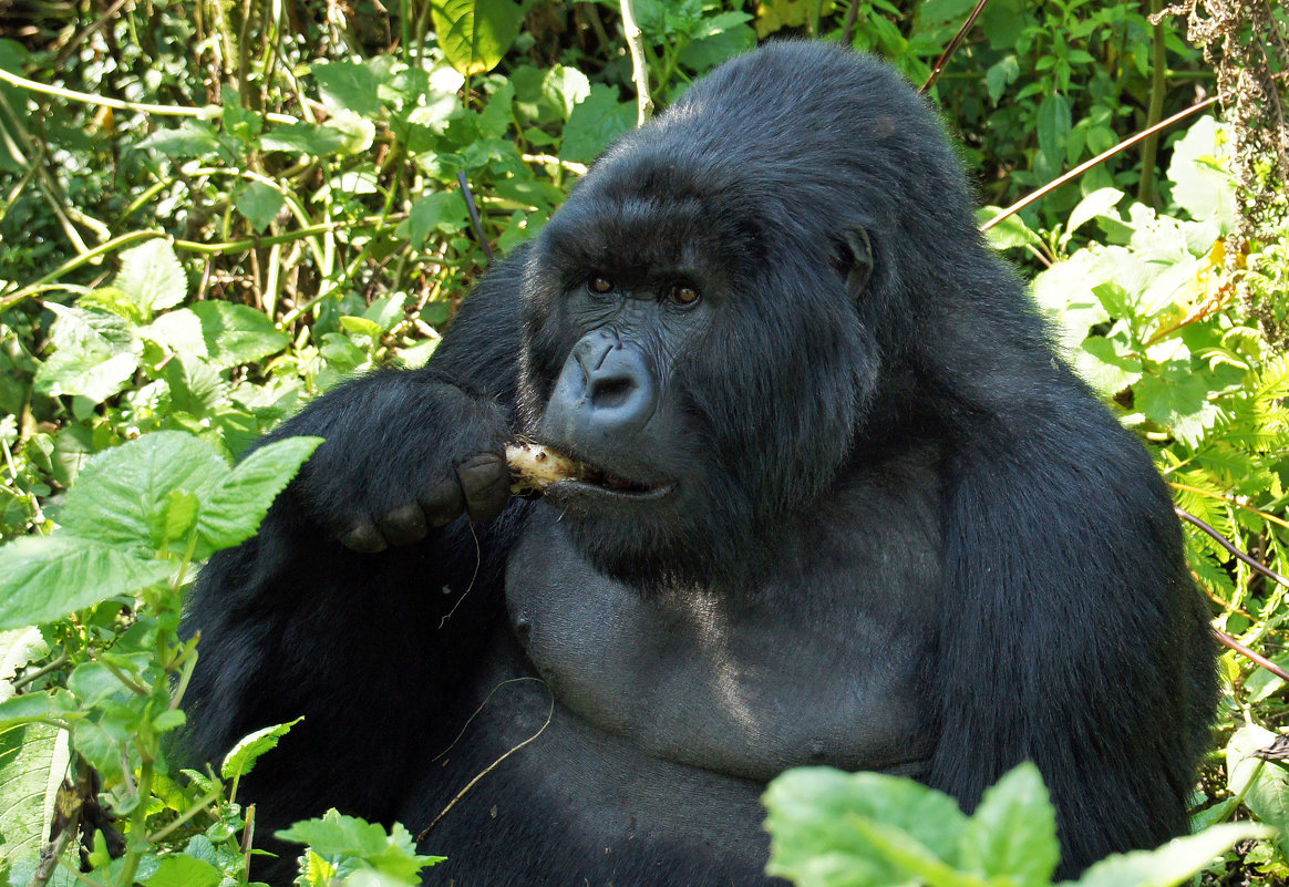 Горная горилла (Руанда) - Гаврилова Светлана 