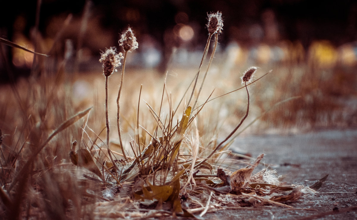 The Plants - Дмитрий Артемов