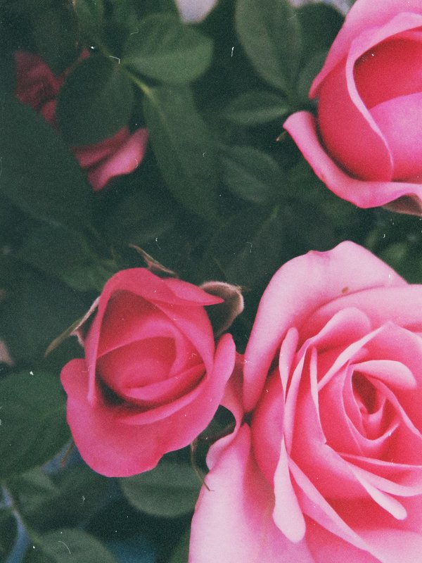 roses - Василиса Керн