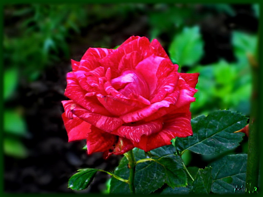 Красная роза ... рубином в бутоне ,взгляд приковала - живая, как кровь! - Людмила Богданова (Скачко)