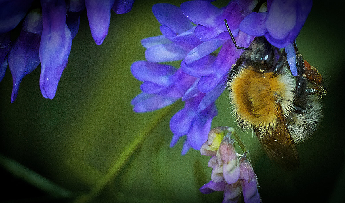 пчелка - Андрей Выровой