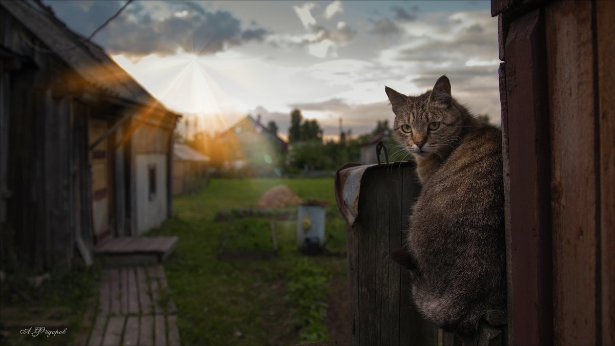 Кот в деревне картинки