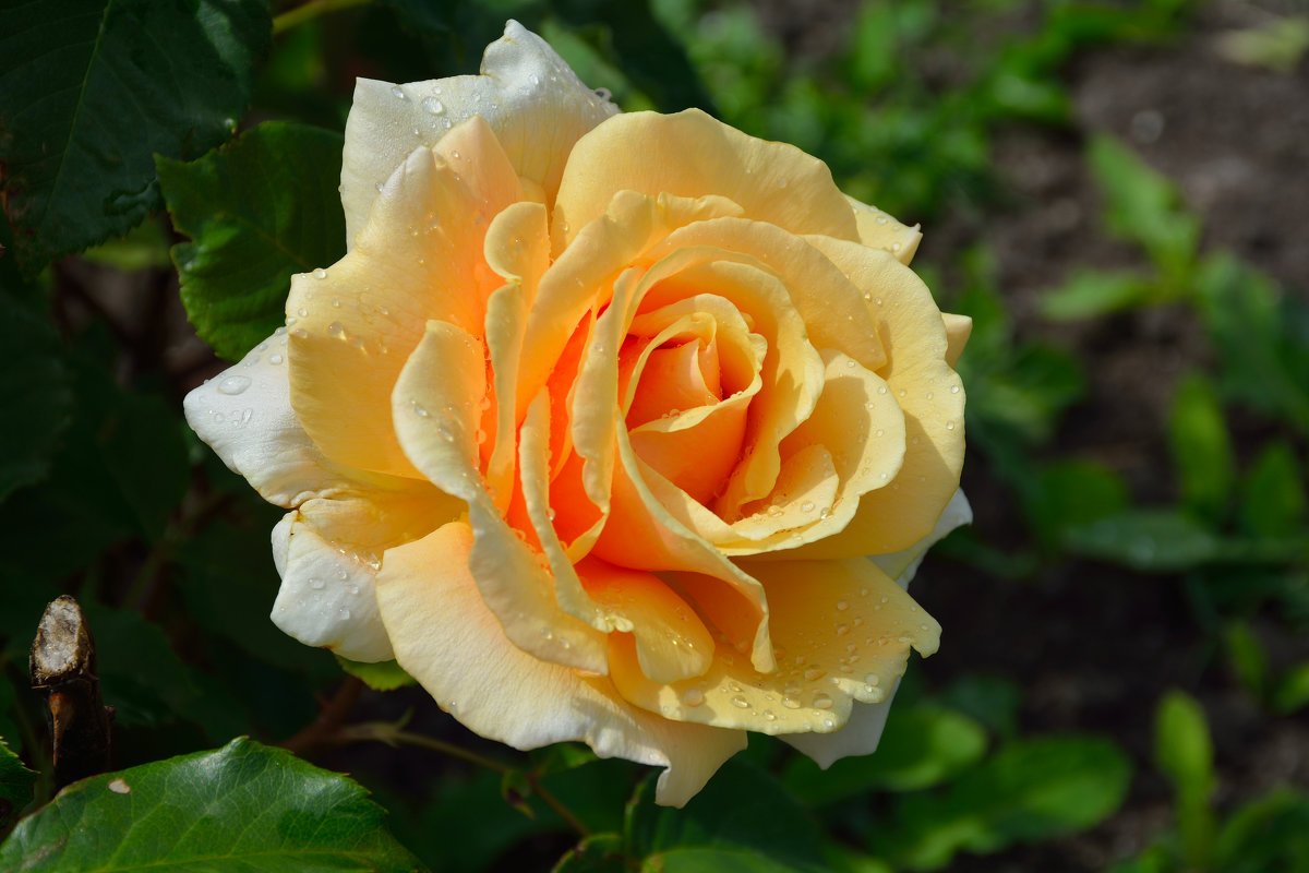 Розы в нашем саду (этюд 1) - Константин Жирнов