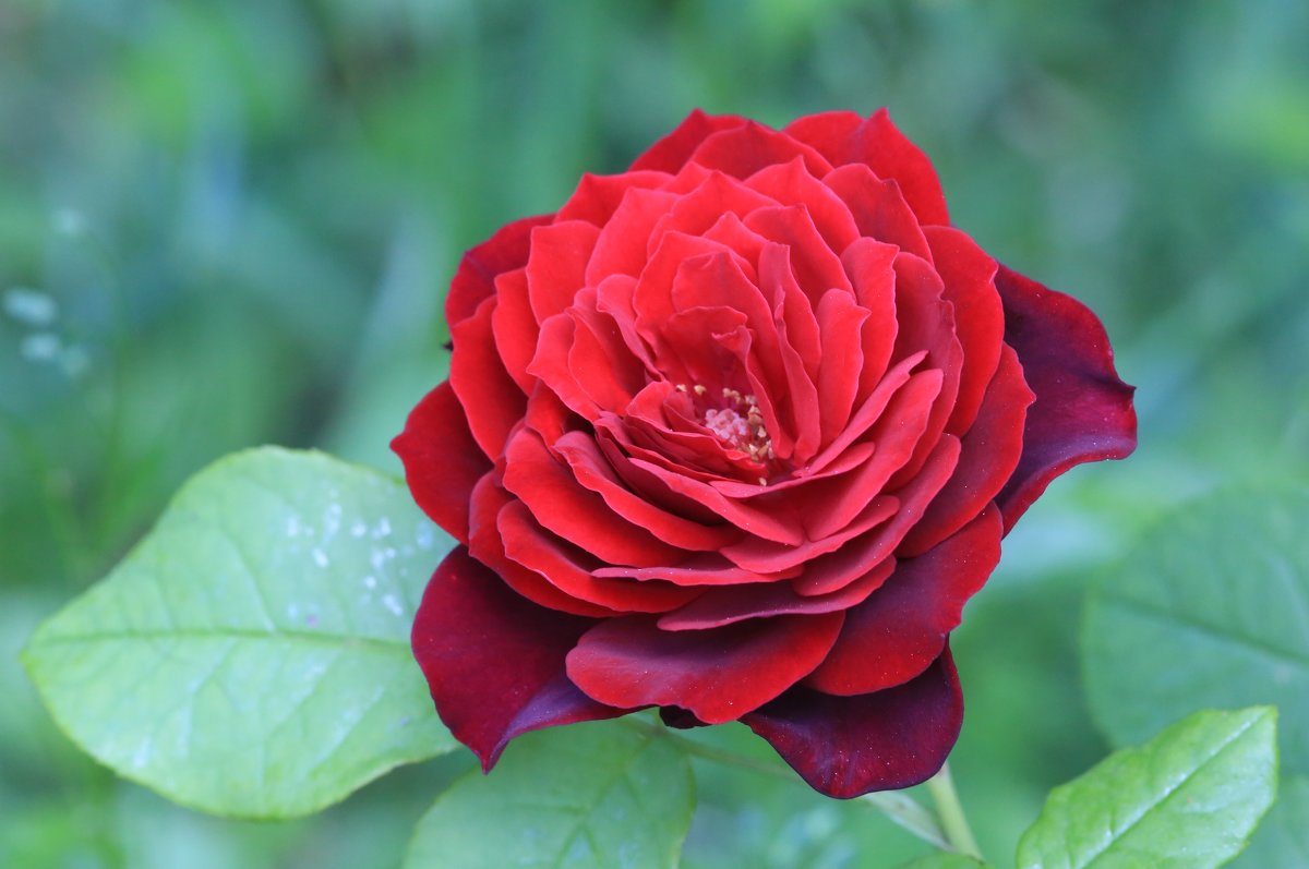 роза алая - Жанна 