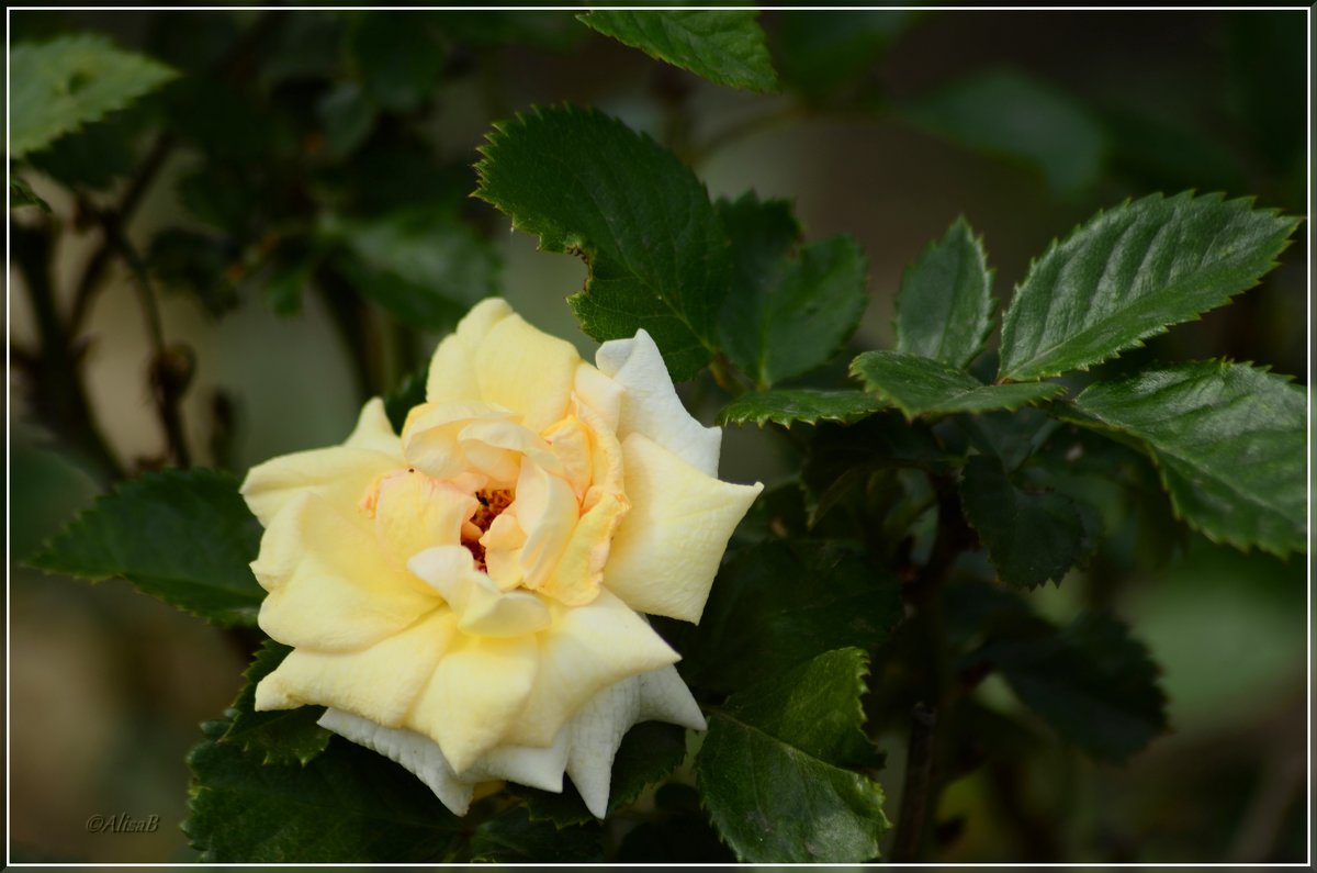 Белая роза - AlisaBeks 
