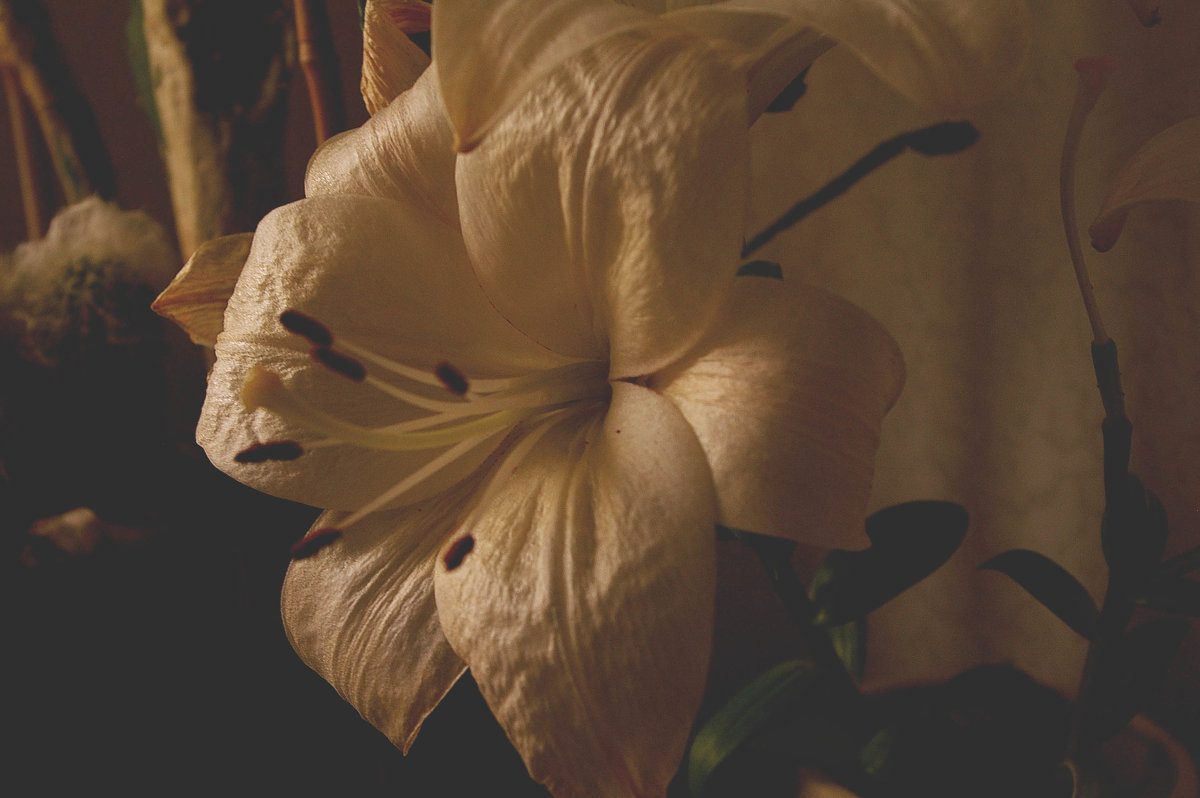 цветок - павел 