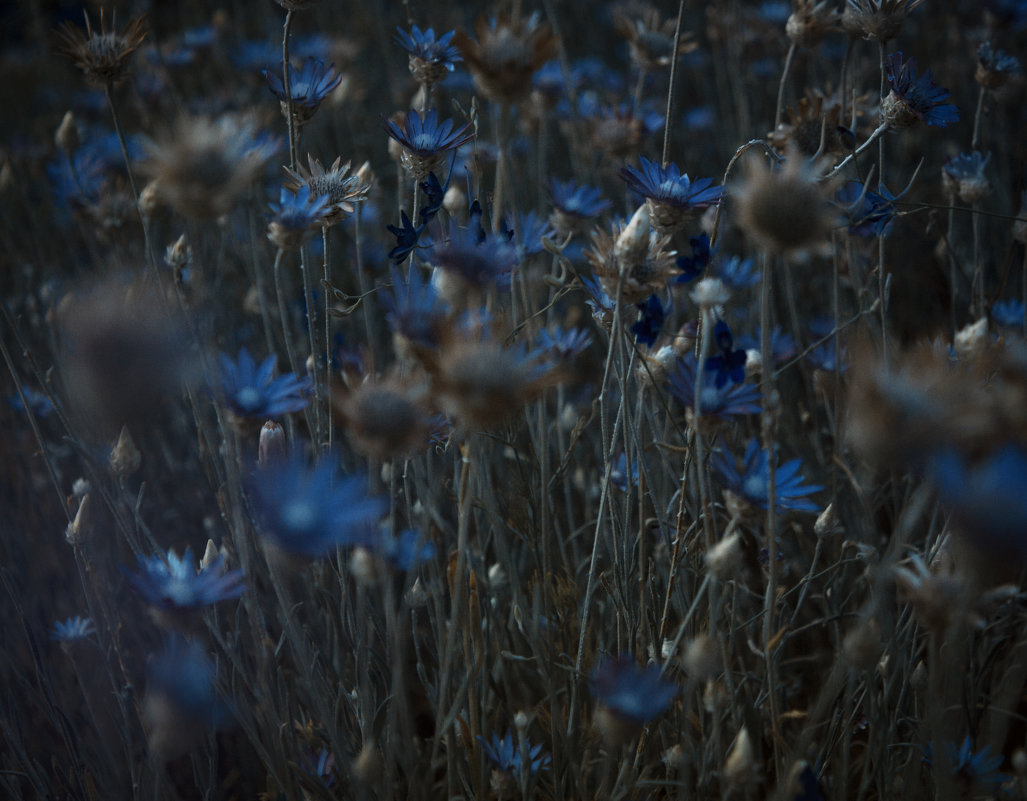 синие цветы - Ольга сташевски
