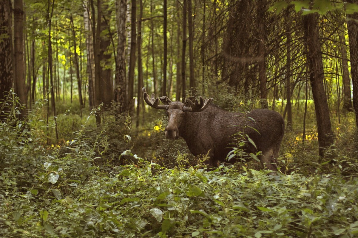 лось - Евгений Чега