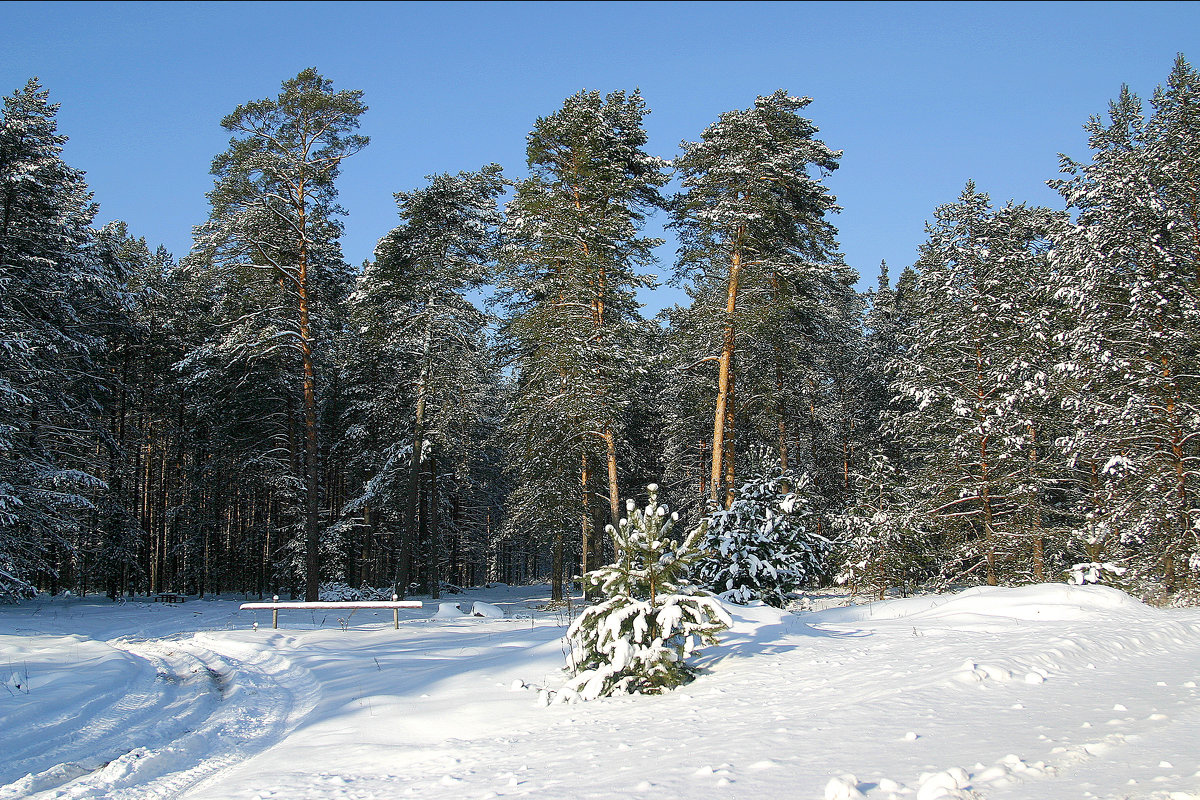 Зимний лес - Полыгалин Александр 