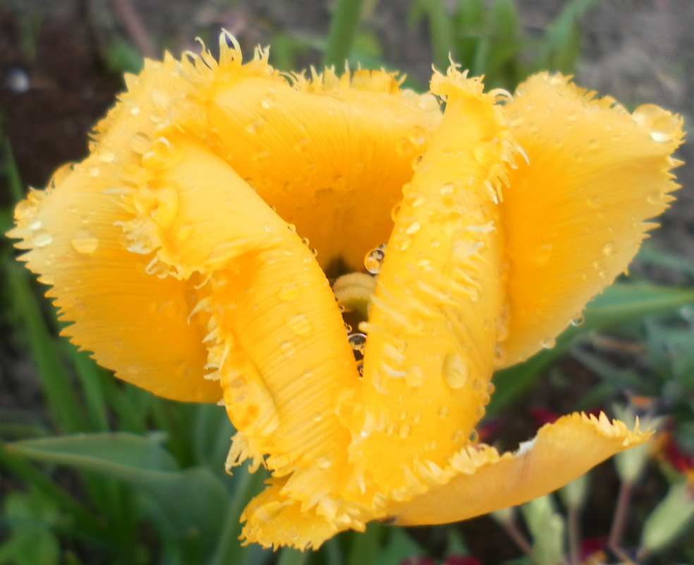Махровый тюльпан - Агриппина 