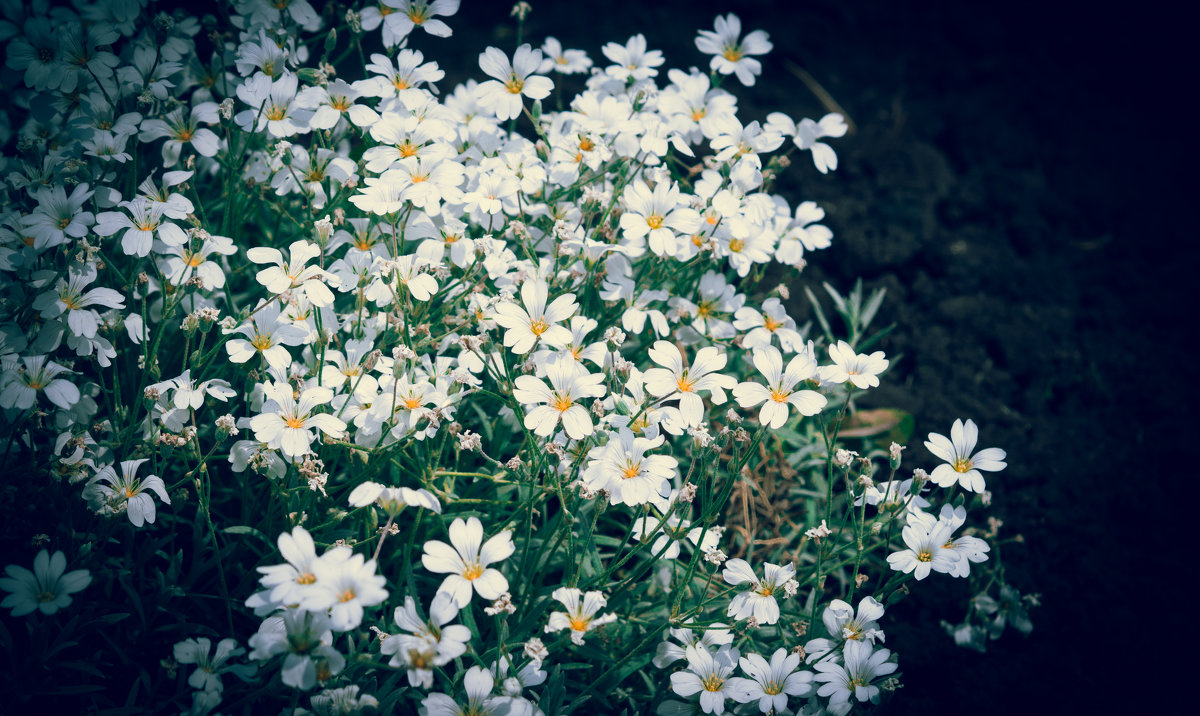 Цветы - Анастасия 