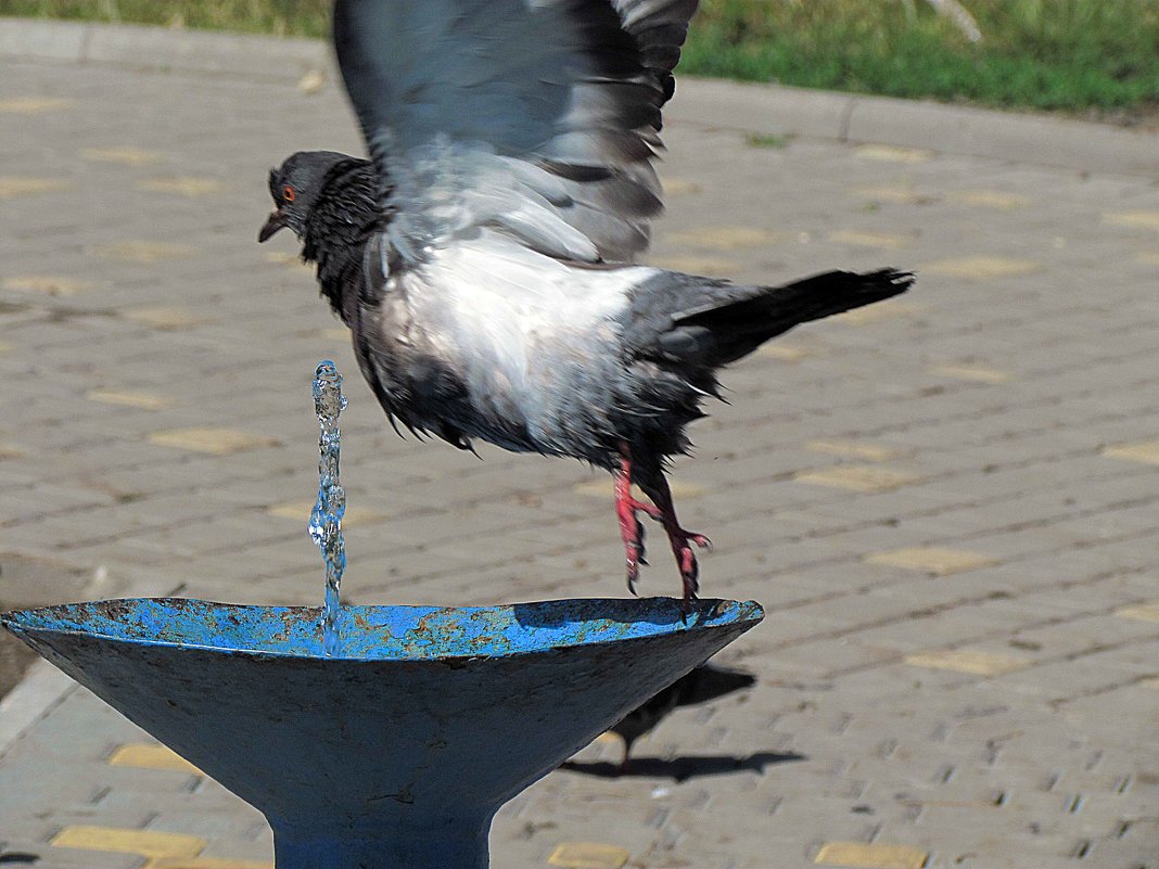 фонтан и голуби - Александр Корчемный