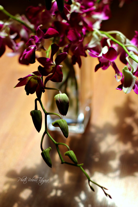 орхидея - Tatyana Belova