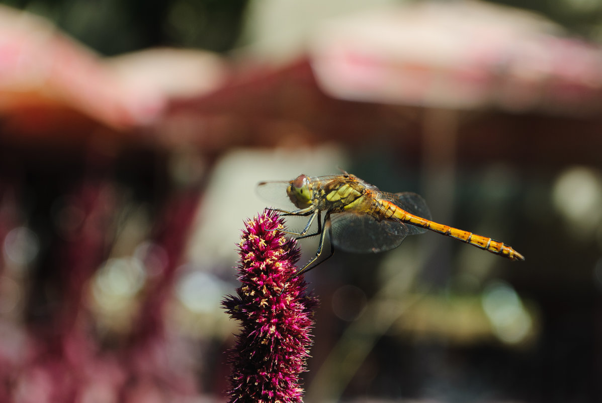 Dragonfly - Ольга Круковская