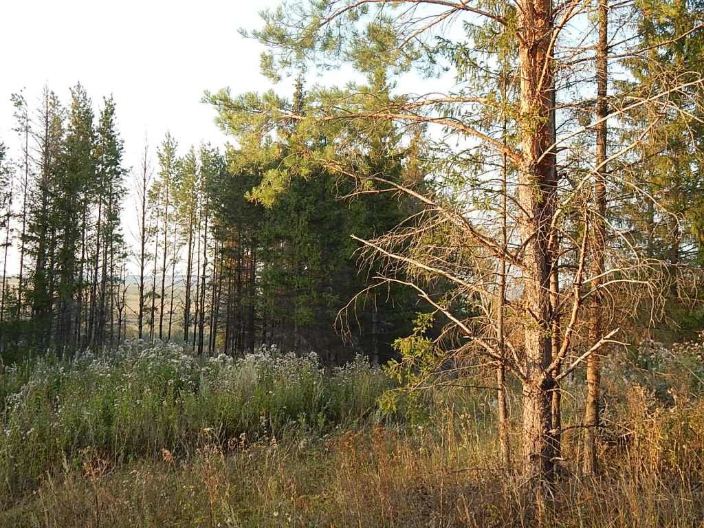 В осеннем лесу - Рамиль Нигматуллин