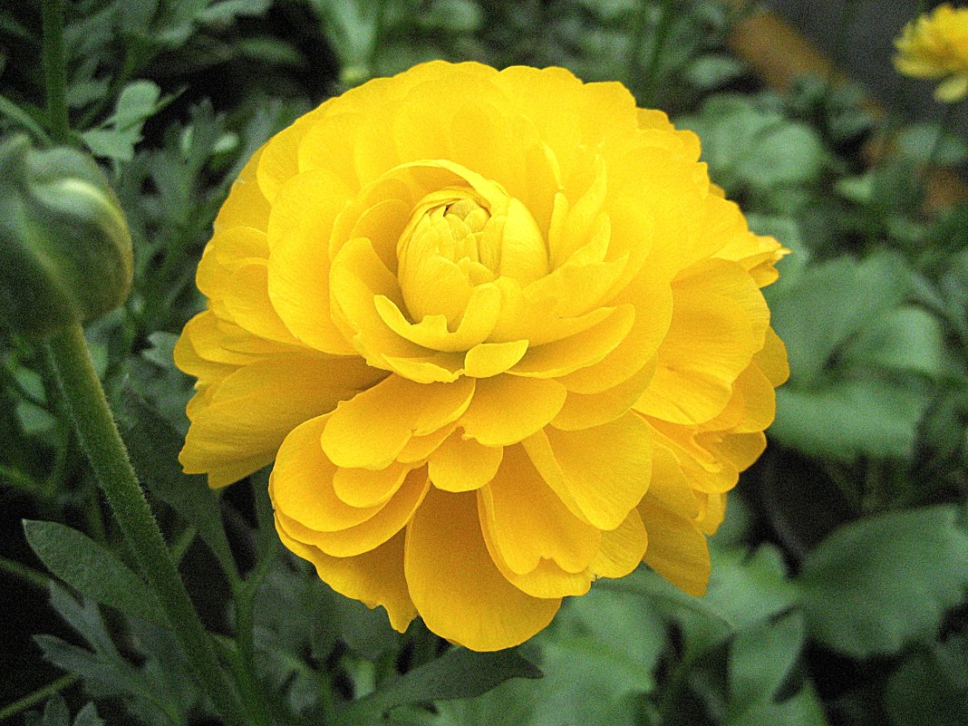 Ranunculus / Ранункулюс - laana laadas