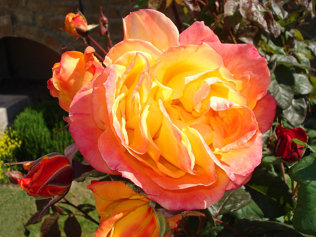Солнечная роза - Эля Юрасова