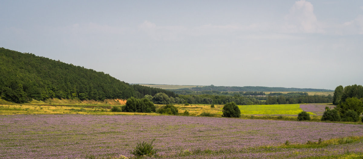 разноцвет - Рамиль 