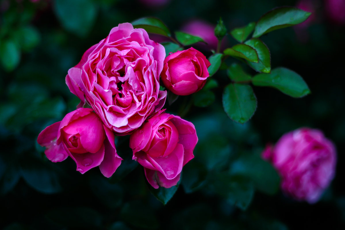 Розы в саду... - Дина Нестерова