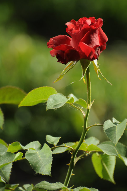Просто роза. It's just a rose. - Юрий Воронов