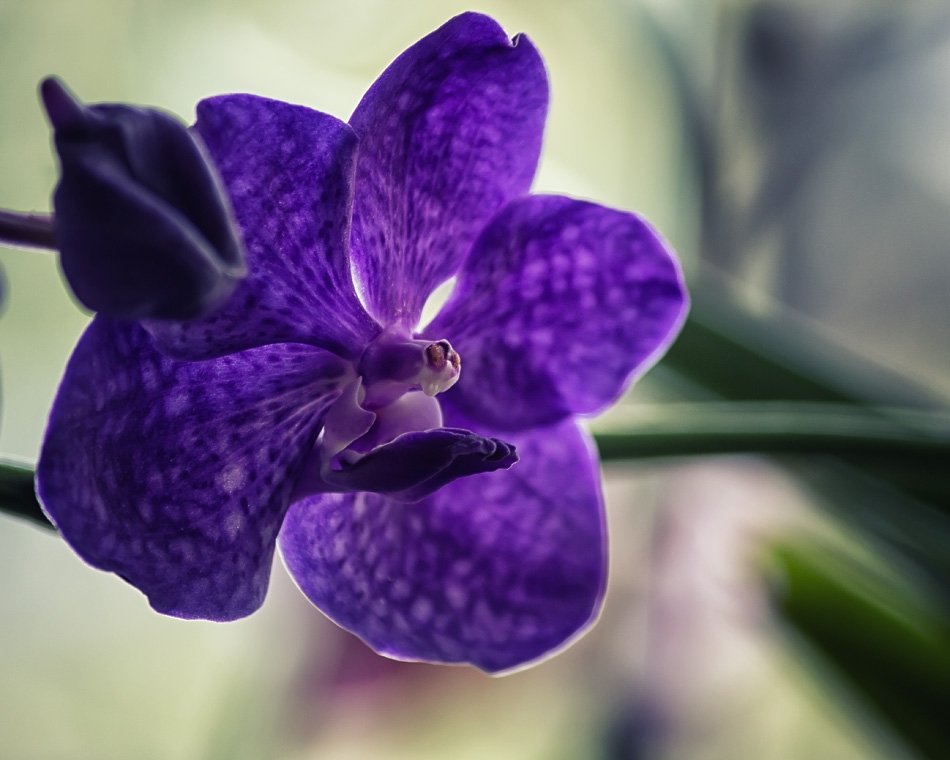 Орхидея ванда синяя - Ирина Приходько