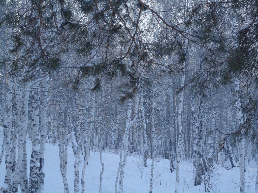 березовая роща - Юлия Sun