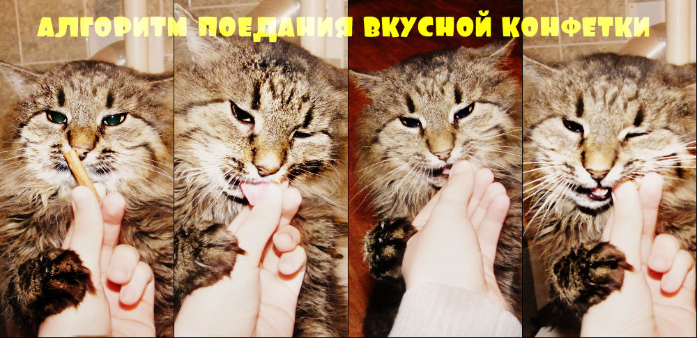 Норик - мой кот - Дарья Цыганок