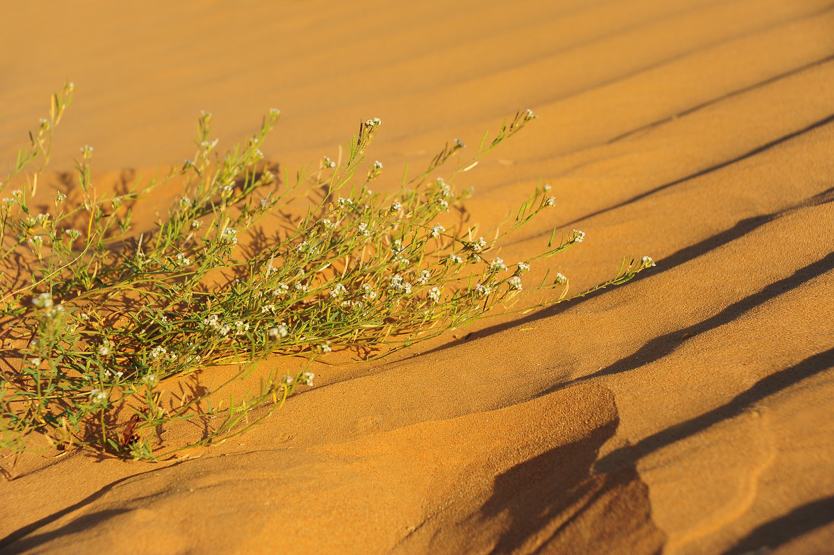 Дубай. Сафари по пустыне - надежда корсукова