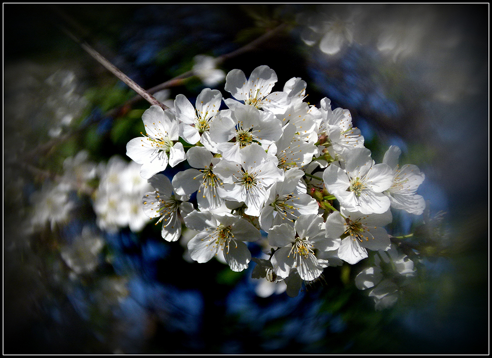 Весна Цветёт - Андрей Миткевич