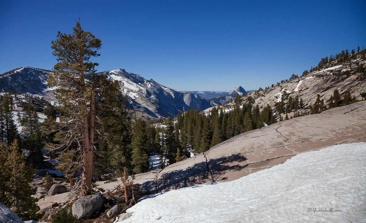 Yosemite - Wattletree -