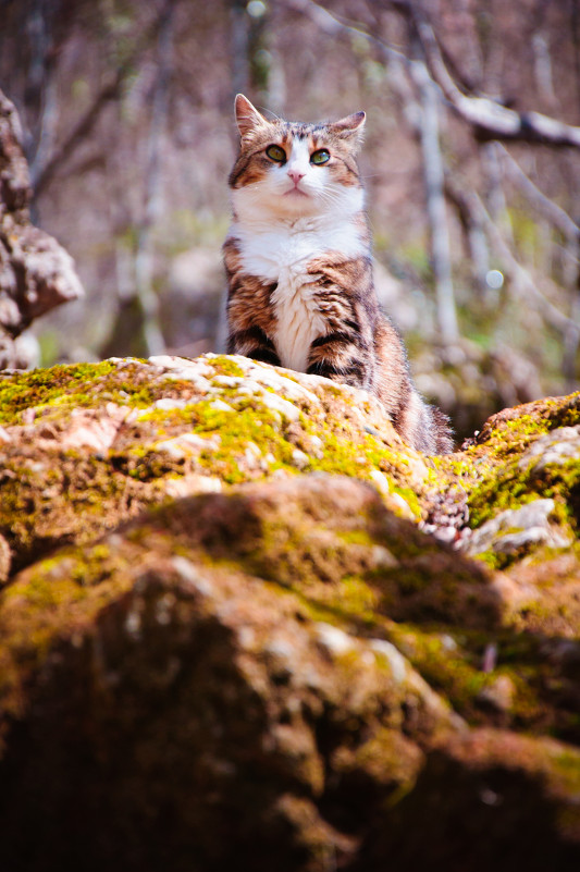 Кошка которая живет в горах - Солнечная Лисичка =Дашка Скугарева