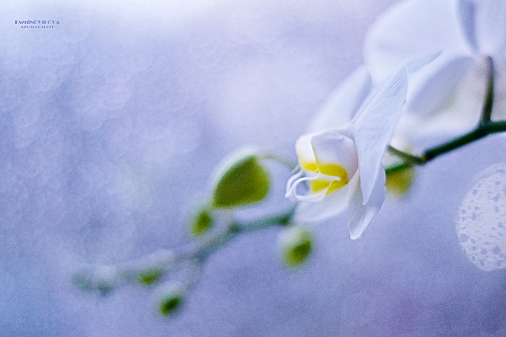 Живи. Сохраняя покой. Придет весна, и цветы распустятся сами.(с) - Kseniya Novikova