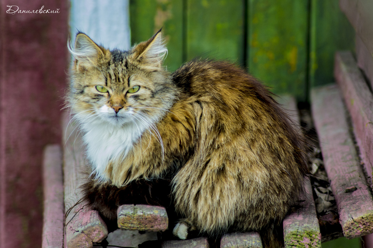 Кошка... - Павел Данилевский