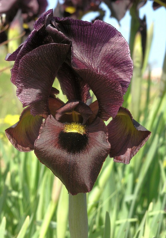 03.03.11 Пурпурный ирис (Iris atropurpurea אירוס הארגמן), Нетания - Борис Ржевский