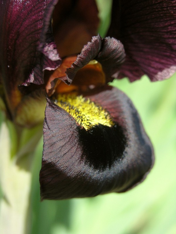 03.03.11 Пурпурный ирис (Iris atropurpurea אירוס הארגמן), Нетания - Борис Ржевский