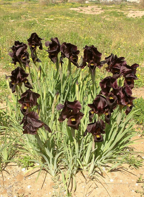 03.03.11 Пурпурный ирис (Iris atropurpurea אירוס הארגמן), Нетания - Борис Ржевский