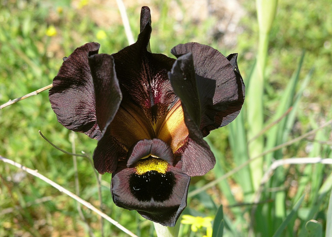 Iris Atropurpurea