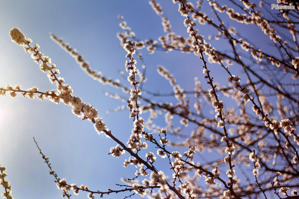 spring - Анастасия Олишенко