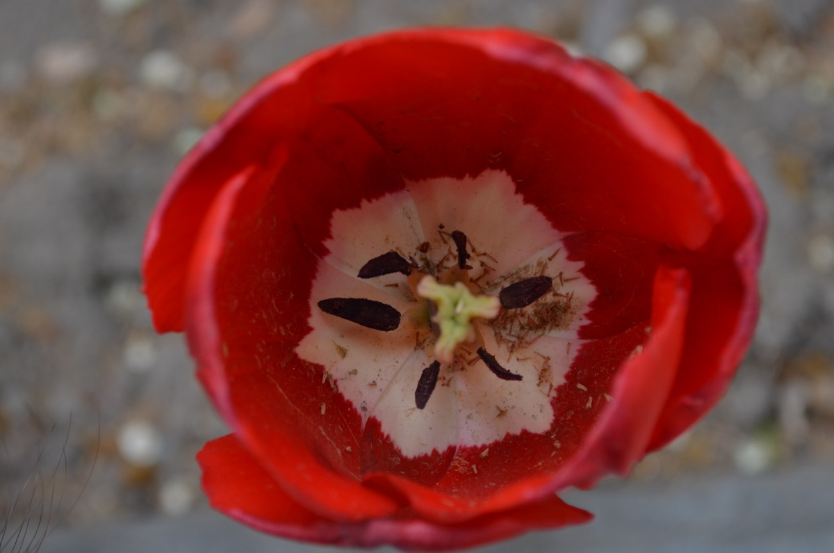 tulip - Vana Harutyunyan