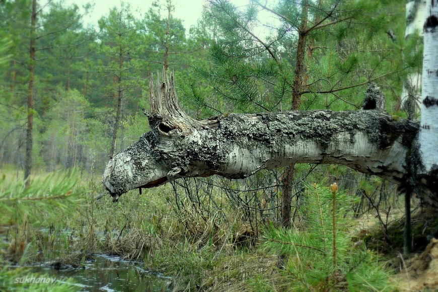 Он из лесу вышел... - Игорь Суханов