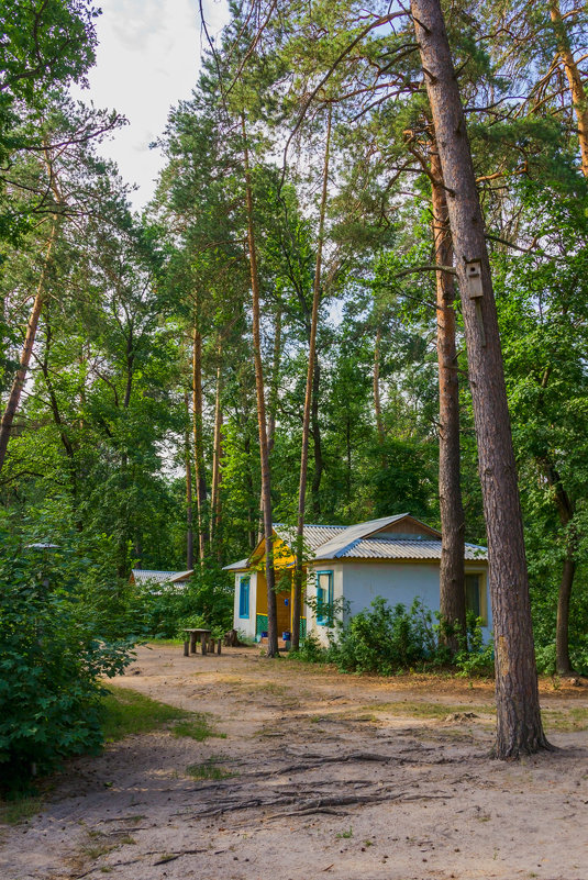 Домик в лесу - Юрий Стародубцев