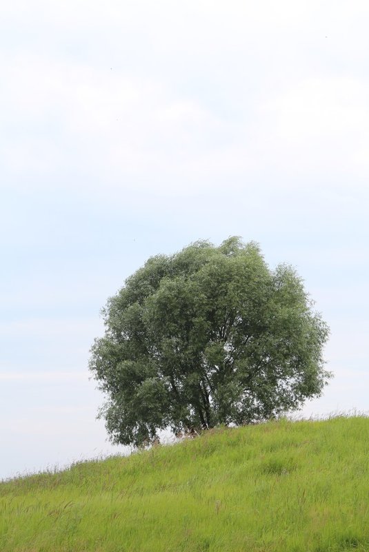 дерево на холме - Ольга (Кошкотень) Медведева
