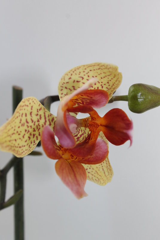 орхидея - Ирина 