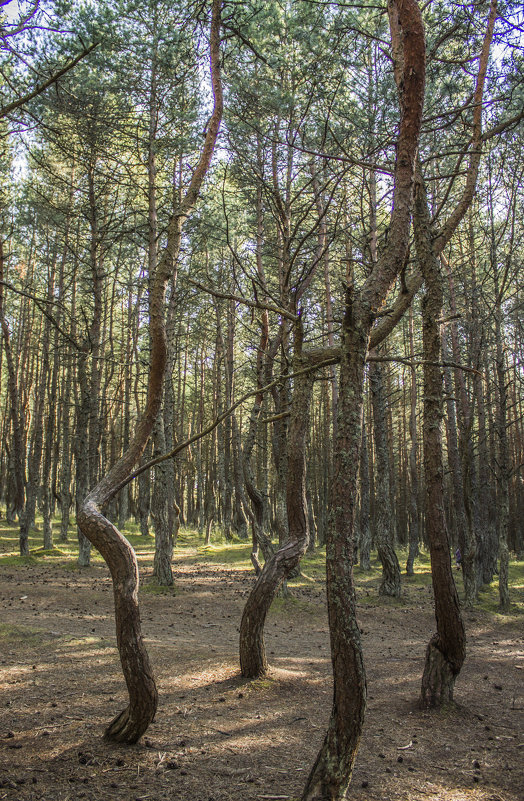 Танцующий лес, - Galina Egorova