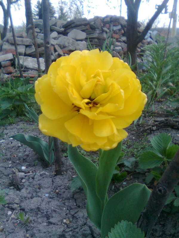 Желтый тюльпан. - Андрей Балабуха