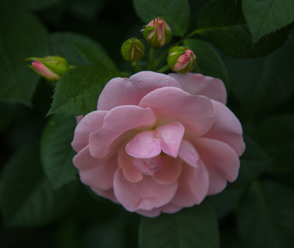 «… Розовые розы, как рассвет,  Вдохновенье вечное природы!..» - Андрей Нибылица
