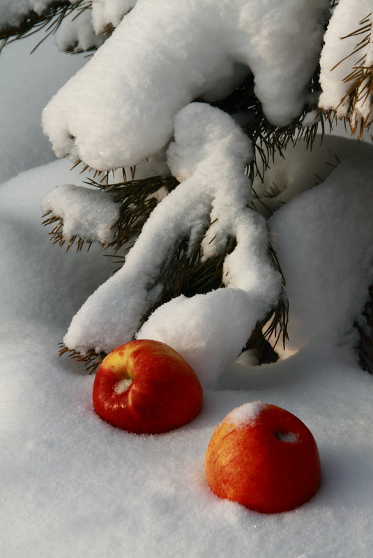яблоки на снегууу... - Александр Школьник