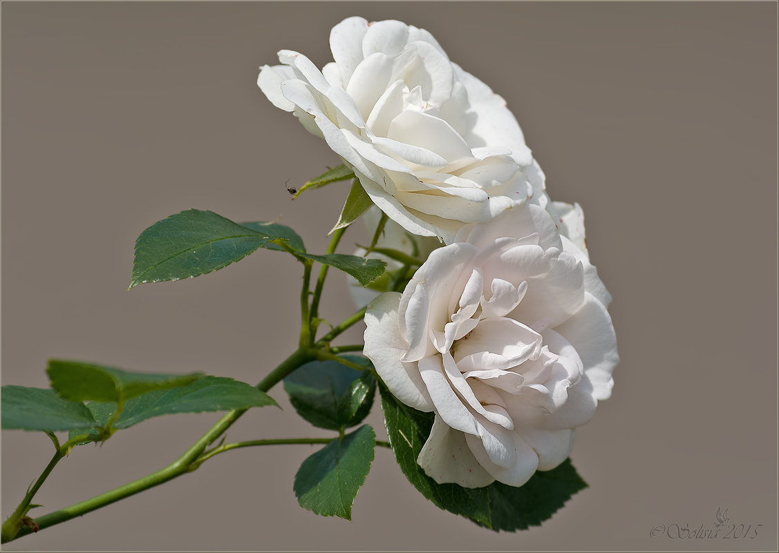 Белые розы - Анна Солисия Голубева