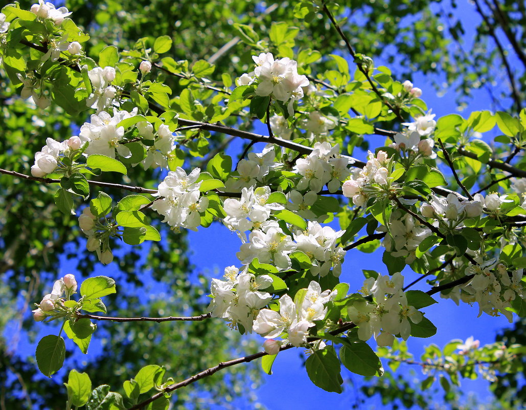 Когда яблони цветут.... - Валентина ツ ღ✿ღ