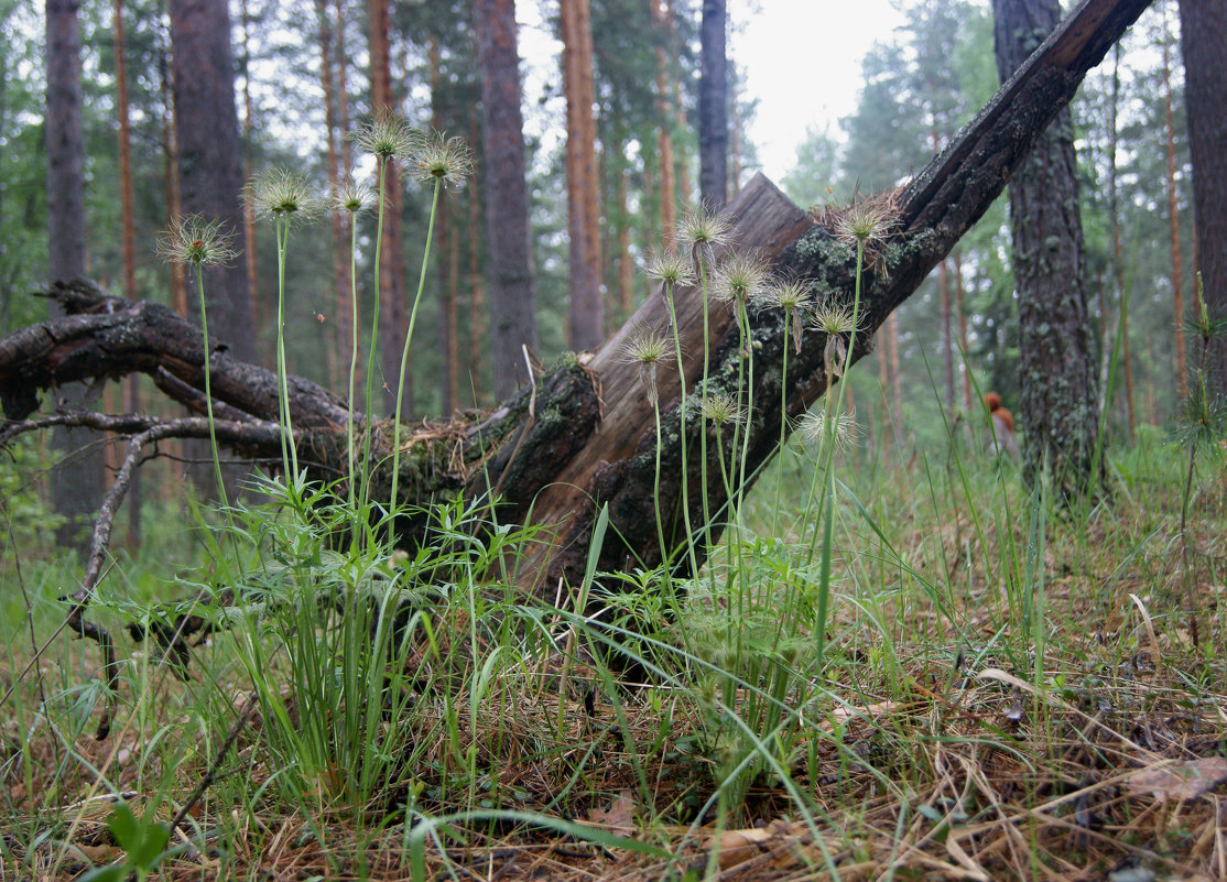 Семена сон-травы - Иля Григорьева